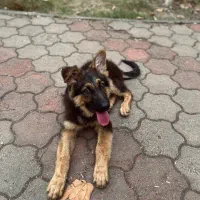 سگ ژرمن شپرد شولاین موبلند