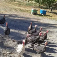 فروش بوقلمون|حیوانات مزرعه|لردگان, |دیوار