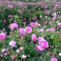 قیزیل گول