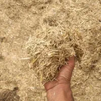 فروش کاه هلیره به مقدار 4 ساعت