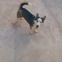 سگ هاسکی السکایی