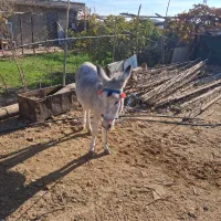 فروش گاو و گوسفند|حیوانات مزرعه|مهدی شهر, |دیوار