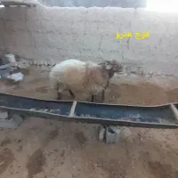 بره های ژن دار(همو وهترو)|حیوانات مزرعه|بجنورد, |دیوار