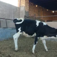 گاو گوساله نوبر