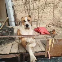 توله هفت ماهه خراسانی گله ای فقط  تماس قیمت دوازده