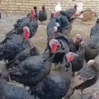 بوقلمون ماده ۱۰۰ راس