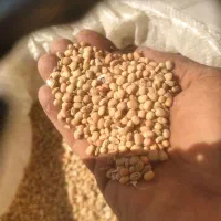 فروش لوبیای محلی|خوردنی و آشامیدنی|حور, |دیوار