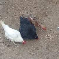 مرغ تخم گذار