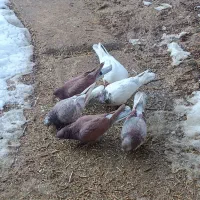 3جفت کفتر پرشی به شرط جفتی 650