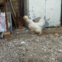 مرغ سلطان|حیوانات مزرعه|مرودشت, استادیوم‎|دیوار