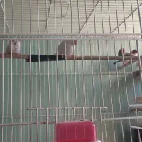 فنج کینگ .معمولی و نرگسی|پرنده|بروجن, |دیوار