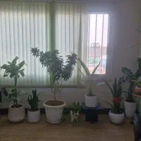 ویزیت تعویض خاک  سم پاشی  باغچه کاری