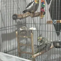 عروس هلندی مولد