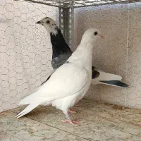 کبوتر دورگ پلاکی