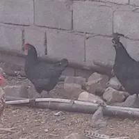 تخم مرغ محلی گلین نطفه دار