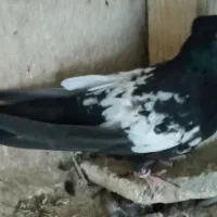 سین دم‌سیاه سینه ای و تخم|پرنده|قم, شاه احمد قاسم|دیوار
