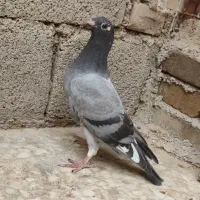 جوجه پلاکی مسافتی