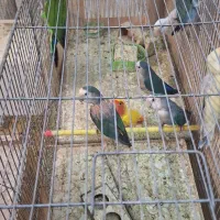 تعدادی کوتوله و فنچ|پرنده|اردکان, |دیوار