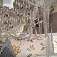 عروس هلندی|پرنده|مشهد, طبرسی شمالی|دیوار