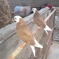 عکس نمایشی هست هفتا نر گردن کلفت