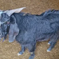 کهره یکساله بزری|حیوانات مزرعه|مرودشت, نقش رستم|دیوار