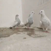 کبوتر سینه آبی جفتی