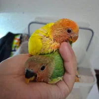 جوجه سرلاکی طوطی برزیلی