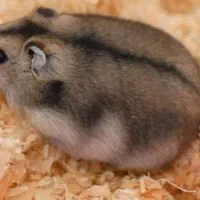 همستر مینیاتوری