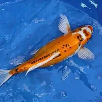 زینت استخر باغ با ماهی کوی