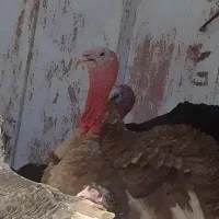 بوقلمون نر بوربون