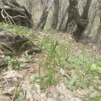 فروش ۱۶ دسته پیچک سر جمع