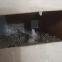 عروس هلندی با قفس کاسکو و جوجه|پرنده|کاشان, درب اصفهان|دیوار