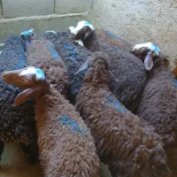 بره نره مهربان۱۸عدد