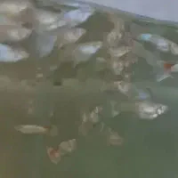 گوپی blue sky بلو اسکای