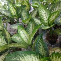 گل دیفن باخیا