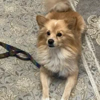 کوچولوی زیبا|سگ|قدس, شهرقدس|دیوار