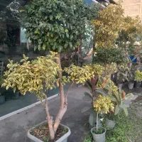 گل وگیاه به قیمت عمده