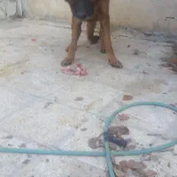 فروش|سگ|صدرا-فارس, باغشهر گلبهار صدرا|دیوار