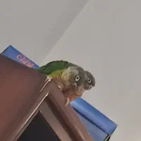 پرنده گرینچیک مولد|پرنده|مبارکه, |دیوار