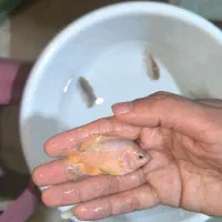 فروش ماهی اسکار و سورم|ماهی|مشهد, انقلاب|دیوار