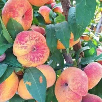 فروش انواع نهال غیر مثمر و مثمر نهالستان سالم|خدمات باغبانی و درختکاری|قمرود, |دیوار