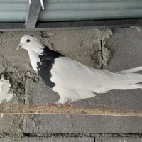 کفتر طوقی سیاه فوق درشت