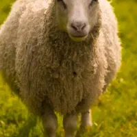 کاردردامداری