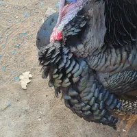 یک جفت بوقلمون