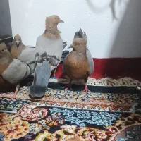 آرشینگل رنگ سبز