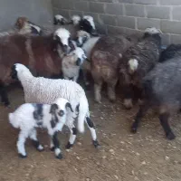 فروش انواع گوسفند