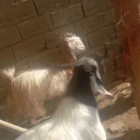 پاچن|حیوانات مزرعه|چابهار, |دیوار