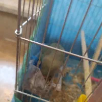 طوطی برزیلی