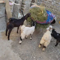 چهار کهره سه تا ماده یک نر|حیوانات مزرعه|زهک, |دیوار