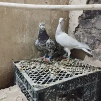 کفتر|پرنده|بردسکن, |دیوار
